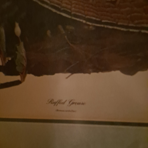 Ruffled Grouse Ray Harm - Picture 2 of 4